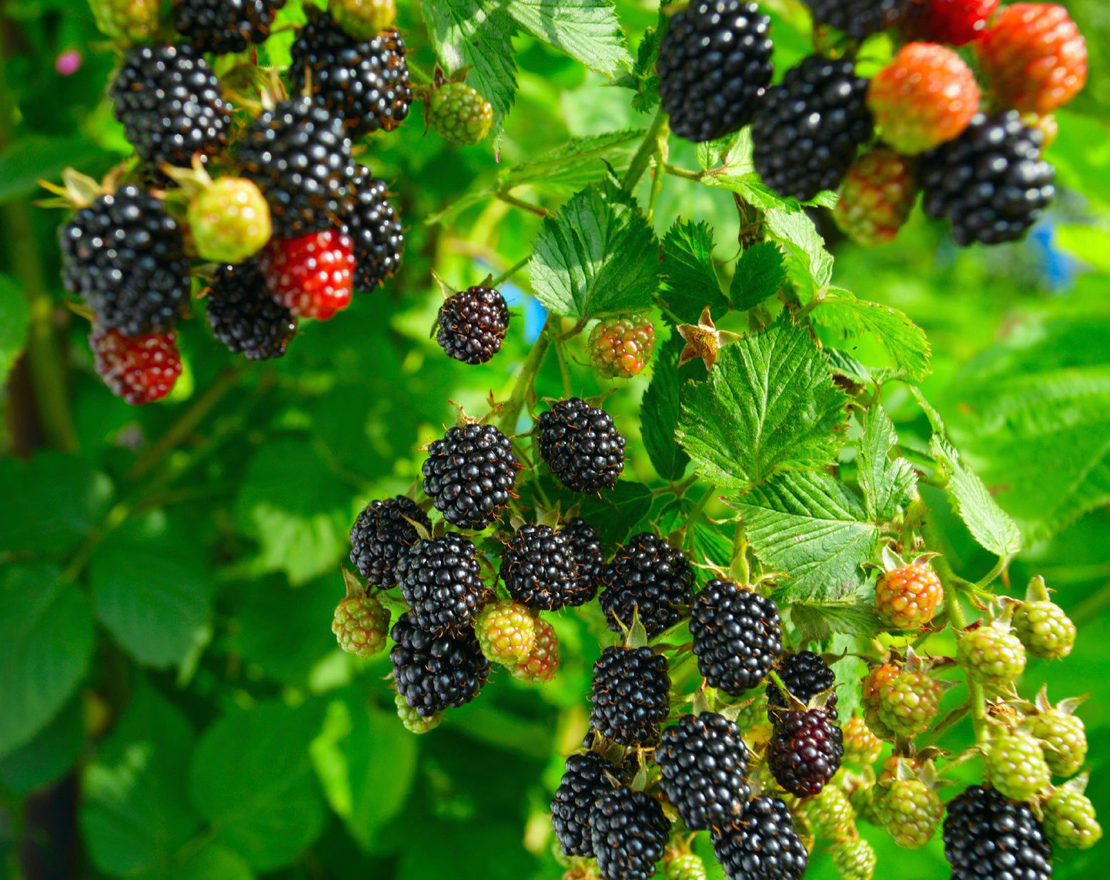 blackberries1